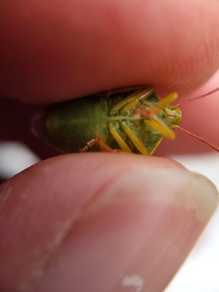 Piezodorus lituratus  - Thomas Lux