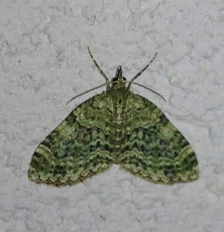 Acasis viretata 