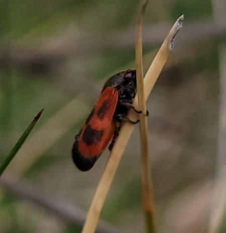 Haematoloma dorsata  - Thomas Lux