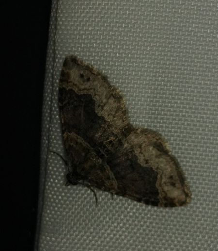 Xanthorhoe ferrugata 