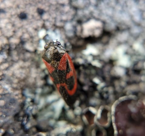 Haematoloma dorsata  - Thomas Lux
