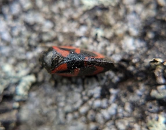 Haematoloma dorsata  - Thomas Lux