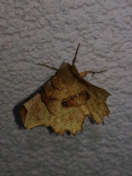 Selenia lunularia 