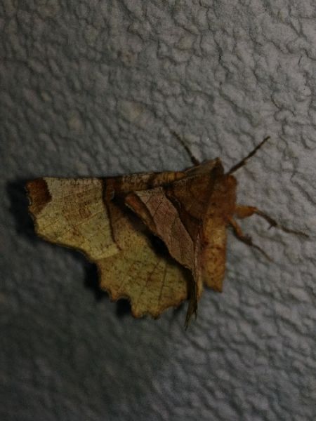 Selenia lunularia 