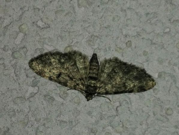 Eupithecia tantillaria 
