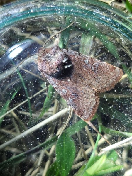 Cerastis rubricosa  - Thomas Lux