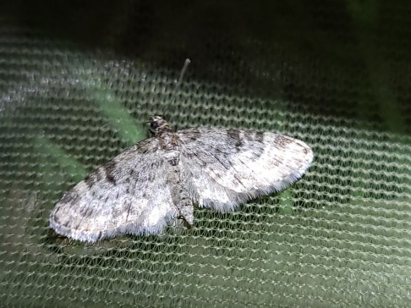 Eupithecia tantillaria  - Thomas Lux