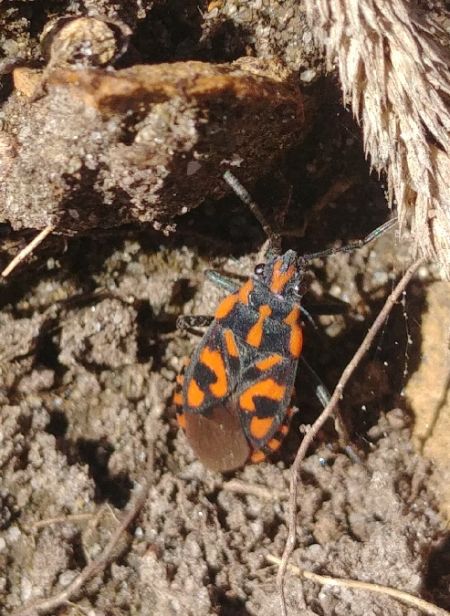 Spilostethus saxatilis 