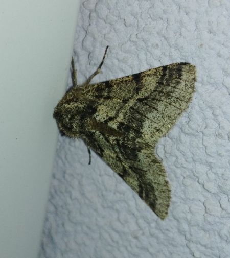 Lycia hirtaria 