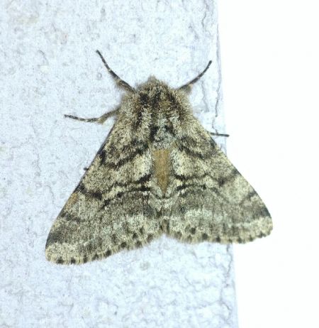 Lycia hirtaria 