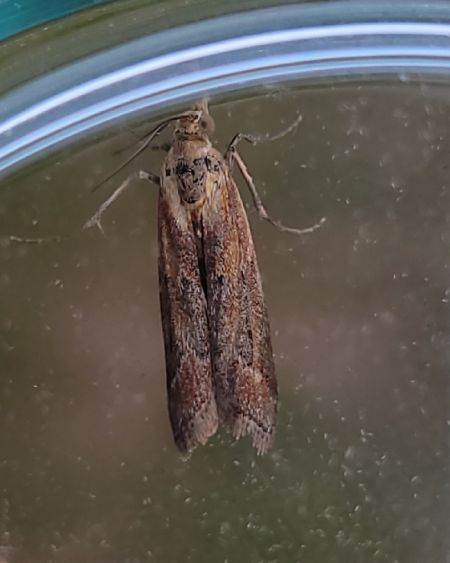 Ancylosis cinnamomella  - Thomas Lux