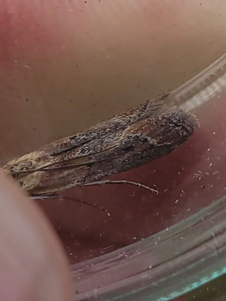 Ancylosis cinnamomella  - Thomas Lux