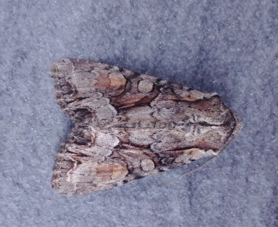 Lacanobia w-latinum 