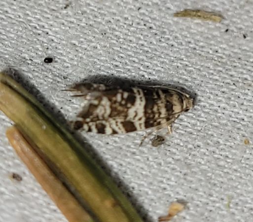 Epinotia tedella  - Thomas Lux
