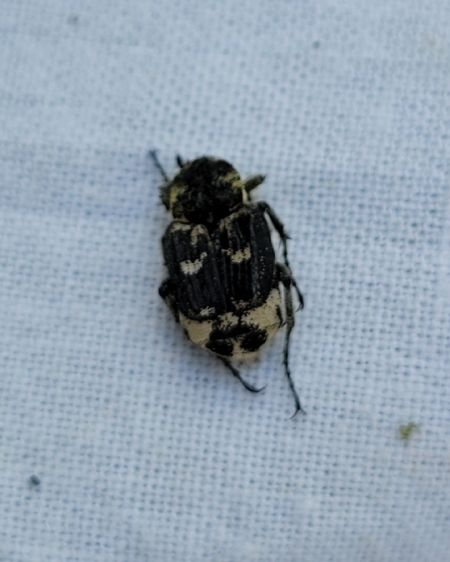 Valgus hemipterus  - Thomas Lux