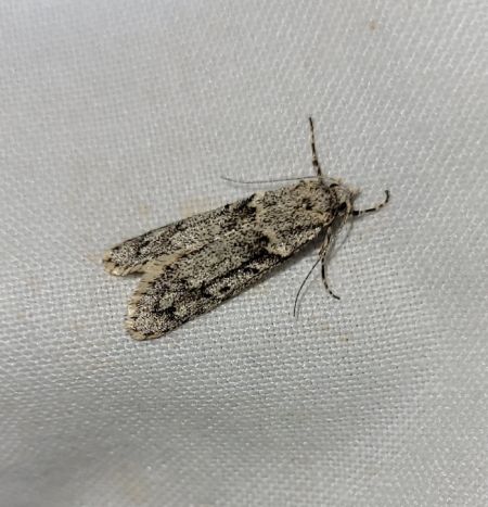 Diurnea fagella  - Thomas Lux