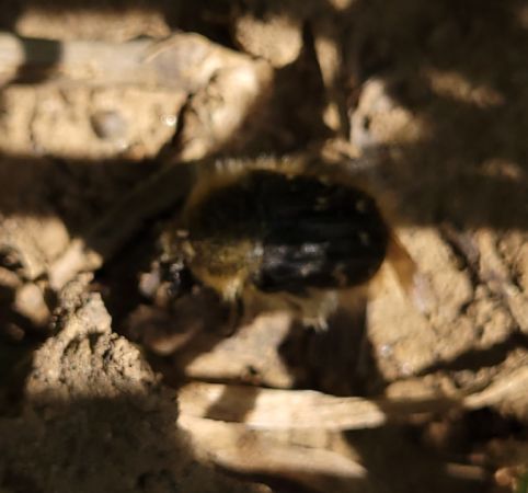 Tropinota hirta  - Thomas Lux