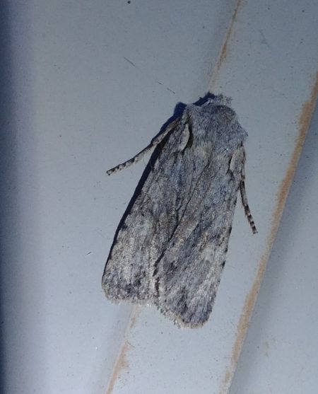 Lithophane ornitopus 