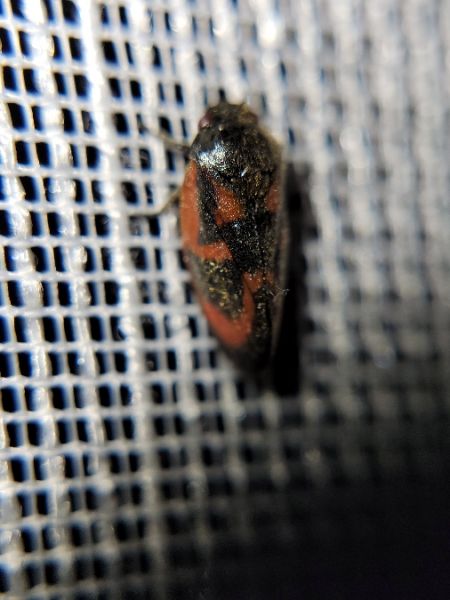 Haematoloma dorsata  - Thomas Lux