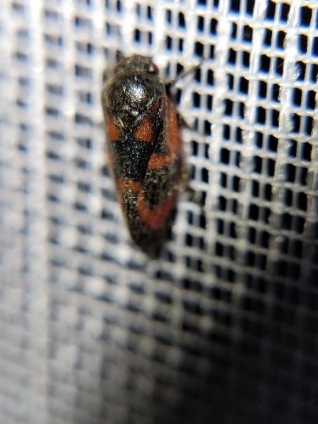 Haematoloma dorsata  - Thomas Lux