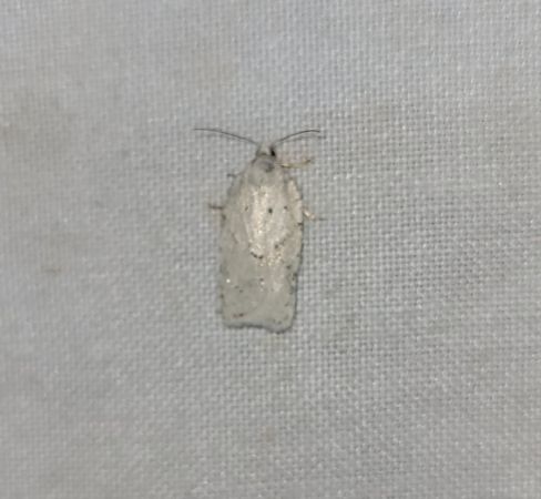 Acleris logiana  - Thomas Lux