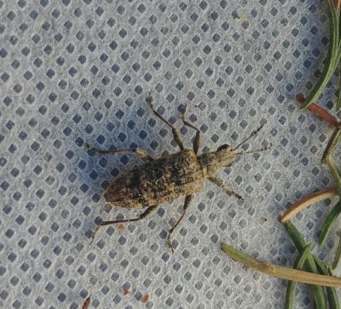 Rhagium sycophante 