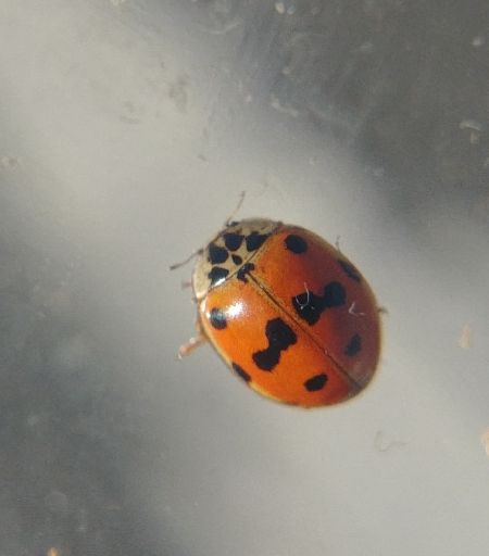 Coccinelle à dix points 