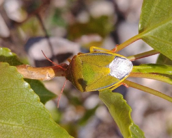 Piezodorus lituratus 