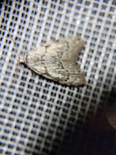 Nola confusalis  - Thomas Lux