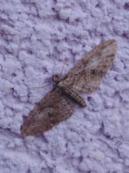 Eupithécie sagittée 