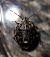Holcogaster fibulata  - Thomas Lux