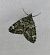 Chloroclysta siterata  - Thomas Lux