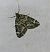 Chloroclysta siterata  - Thomas Lux