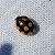 Coccinelle à dix points  - Thomas Lux