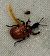Apoderus coryli  - Thomas Lux