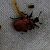 Apoderus coryli  - Thomas Lux