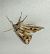 Actinotia polyodon 