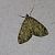 Thera variata 