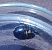 Canthophorus impressus 