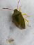 Piezodorus lituratus  - Thomas Lux