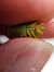 Piezodorus lituratus  - Thomas Lux