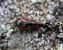 Haematoloma dorsata  - Thomas Lux