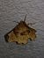 Selenia lunularia 