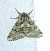 Lycia hirtaria 