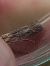 Ancylosis cinnamomella  - Thomas Lux