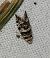 Epinotia tedella  - Thomas Lux