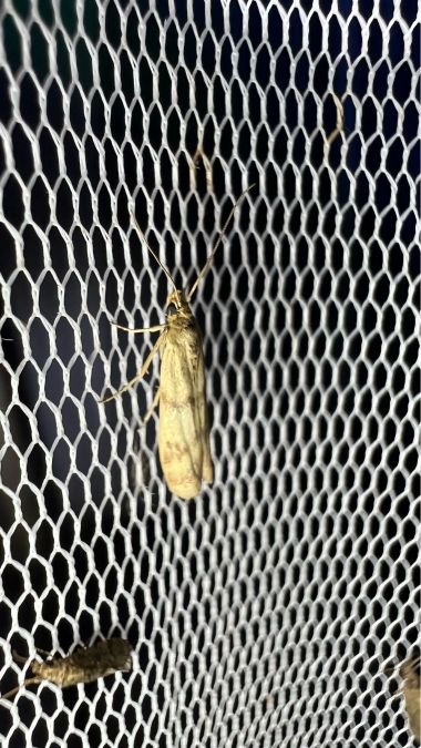 Homoeosoma sinuella  - Melchior Viallet