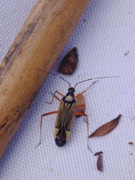 Miris striatus 