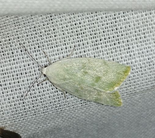 Earias vernana 