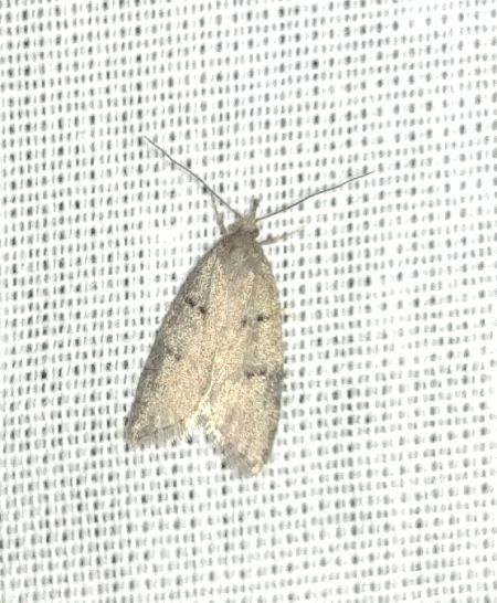 Luquetia lobella 